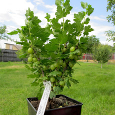 Саженцы крыжовника Грушенька..