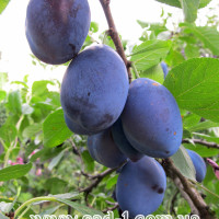 Саженцы сливы Венгерка донецкая
