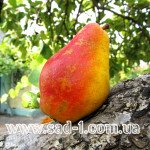 Саженцы груши Надежда степи