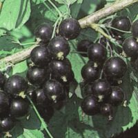 Саженцы чёрной смородины Аспирантская