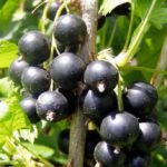 Саженцы чёрной смородины Селеченская-2