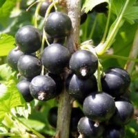 Саженцы чёрной смородины Селеченская-2