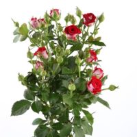 Саженцы розы Руби Стар (спрей)