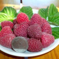 Саженцы малины Космическая