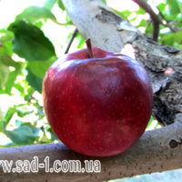 Саженцы яблони Вильямс Прайд